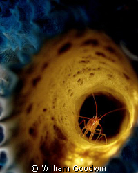 Peppermint shrimp in branching vase sponge ... a lighting... by William Goodwin 